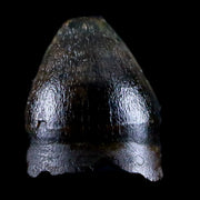 0.4" Alligator Mississippiensis Tooth Fossil Florida Pleistocene Epoch Display
