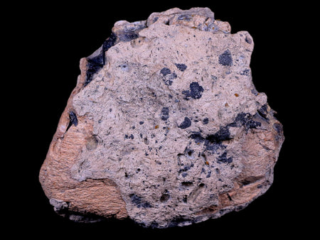 4" Ankylosaurus Fossil Bone Specimen Lance Creek FM Cretaceous Dinosaur WY COA