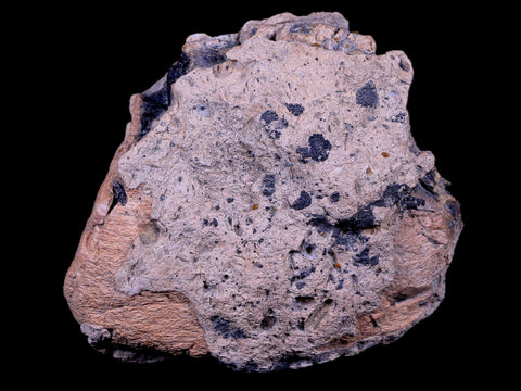 4" Ankylosaurus Fossil Bone Specimen Lance Creek FM Cretaceous Dinosaur WY COA - Fossil Age Minerals