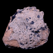 4" Ankylosaurus Fossil Bone Specimen Lance Creek FM Cretaceous Dinosaur WY COA