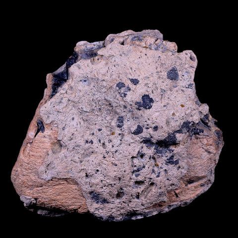 4" Ankylosaurus Fossil Bone Specimen Lance Creek FM Cretaceous Dinosaur WY COA - Fossil Age Minerals