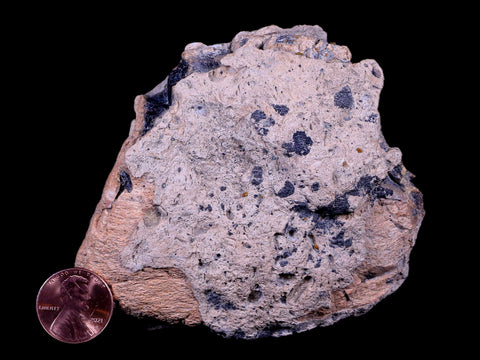 4" Ankylosaurus Fossil Bone Specimen Lance Creek FM Cretaceous Dinosaur WY COA - Fossil Age Minerals