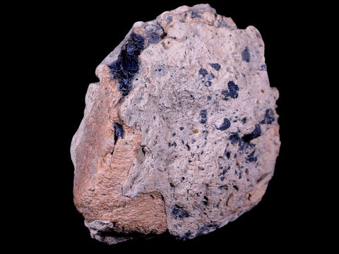 4" Ankylosaurus Fossil Bone Specimen Lance Creek FM Cretaceous Dinosaur WY COA - Fossil Age Minerals