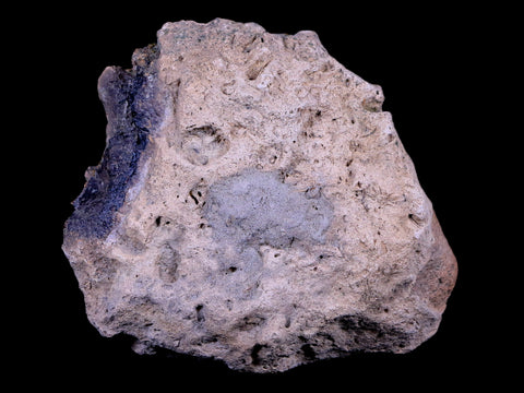 4" Ankylosaurus Fossil Bone Specimen Lance Creek FM Cretaceous Dinosaur WY COA - Fossil Age Minerals