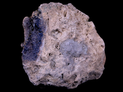 4" Ankylosaurus Fossil Bone Specimen Lance Creek FM Cretaceous Dinosaur WY COA - Fossil Age Minerals