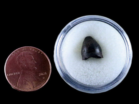 0.4" Alligator Mississippiensis Tooth Fossil Florida Pleistocene Epoch Display - Fossil Age Minerals