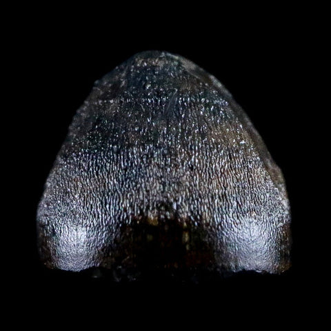 0.4" Alligator Mississippiensis Tooth Fossil Florida Pleistocene Epoch Display - Fossil Age Minerals