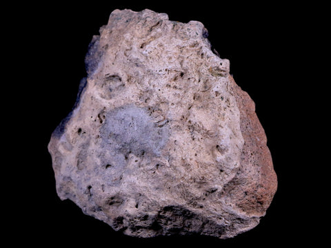 4" Ankylosaurus Fossil Bone Specimen Lance Creek FM Cretaceous Dinosaur WY COA - Fossil Age Minerals