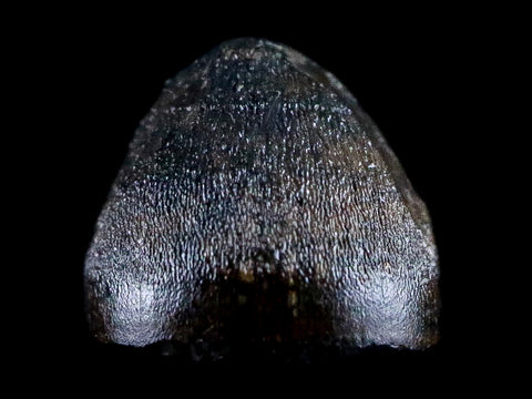 0.4" Alligator Mississippiensis Tooth Fossil Florida Pleistocene Epoch Display - Fossil Age Minerals