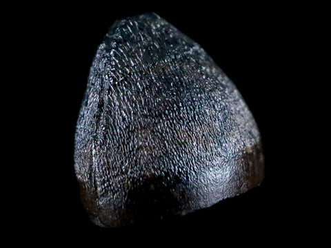 0.4" Alligator Mississippiensis Tooth Fossil Florida Pleistocene Epoch Display - Fossil Age Minerals