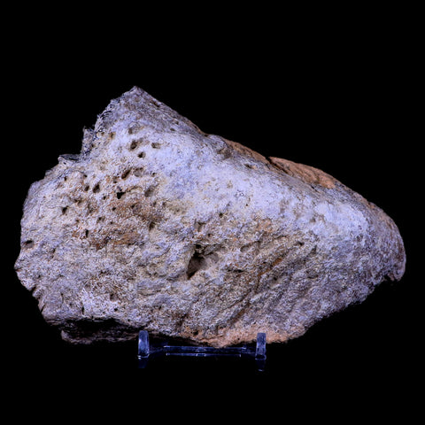 5.4" Ankylosaurus Fossil Skull Bone Lance Creek FM Cretaceous Dinosaur WY COA - Fossil Age Minerals