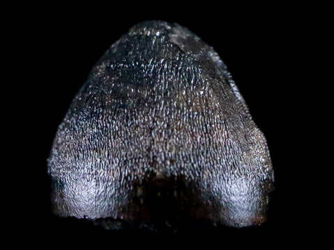 0.4" Alligator Mississippiensis Tooth Fossil Florida Pleistocene Epoch Display - Fossil Age Minerals