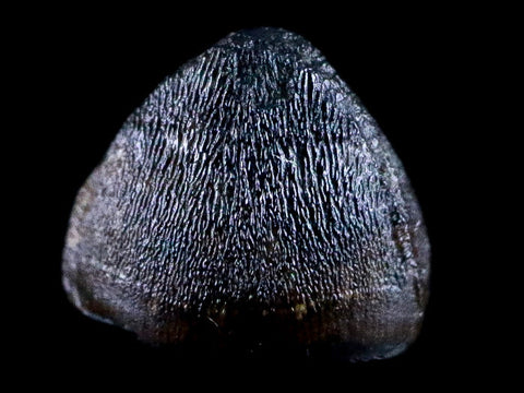 0.4" Alligator Mississippiensis Tooth Fossil Florida Pleistocene Epoch Display - Fossil Age Minerals