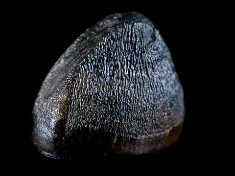 0.4" Alligator Mississippiensis Tooth Fossil Florida Pleistocene Epoch Display - Fossil Age Minerals