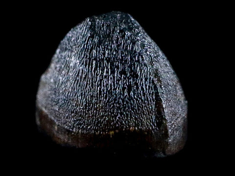 0.4" Alligator Mississippiensis Tooth Fossil Florida Pleistocene Epoch Display - Fossil Age Minerals