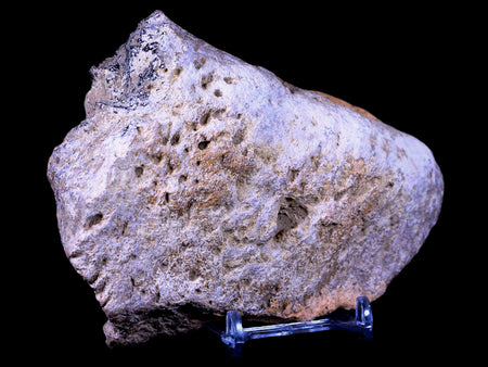 5.4" Ankylosaurus Fossil Skull Bone Lance Creek FM Cretaceous Dinosaur WY COA