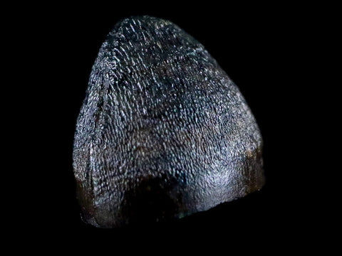 0.4" Alligator Mississippiensis Tooth Fossil Florida Pleistocene Epoch Display - Fossil Age Minerals