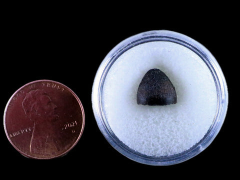 0.4" Alligator Mississippiensis Tooth Fossil Florida Pleistocene Epoch Display - Fossil Age Minerals