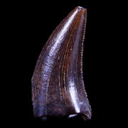 0.4" Dakotaraptor Serrated Tooth Fossil Raptor Hell Creek FM Montana COA, Display