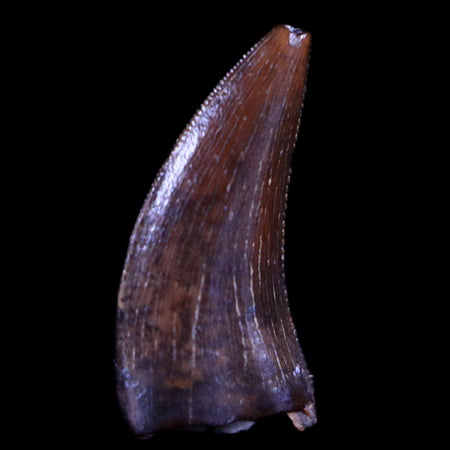 0.4" Dakotaraptor Serrated Tooth Fossil Raptor Hell Creek FM Montana COA, Display