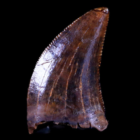 0.4" Dakotaraptor Serrated Tooth Fossil Raptor Hell Creek FM Montana COA, Display - Fossil Age Minerals