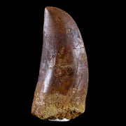 2" Carcharodontosaurus Fossil Tooth Cretaceous Theropod Dinosaur COA, Stand