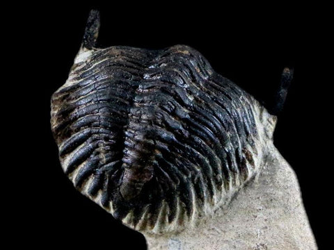 1.9" Metacanthina Issoumourensis Trilobite Fossil Devonian Age Glass Display COA - Fossil Age Minerals