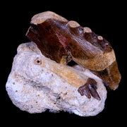 2 Two Basilosaurus Tooth Rooted Prehistoric Whale 34 Mil Yrs Old Late Eocene COA