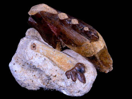 2 Two Basilosaurus Tooth Rooted Prehistoric Whale 34 Mil Yrs Old Late Eocene COA