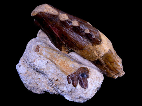 2 Two Basilosaurus Tooth Rooted 34 Mil Yrs Old Late Eocene COA - Fossil Age Minerals