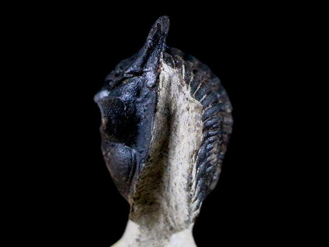 1.9" Metacanthina Issoumourensis Trilobite Fossil Devonian Age Glass Display COA - Fossil Age Minerals