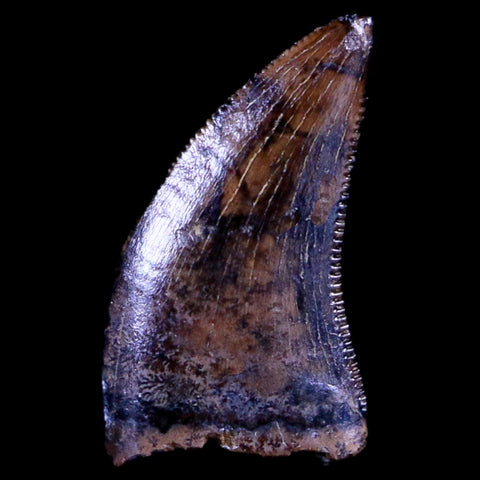 0.4" Dakotaraptor Serrated Tooth Fossil Raptor Hell Creek FM Montana COA, Display - Fossil Age Minerals