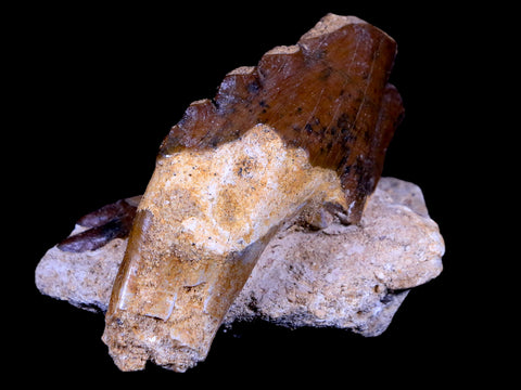 2 Two Basilosaurus Tooth Rooted 34 Mil Yrs Old Late Eocene COA - Fossil Age Minerals