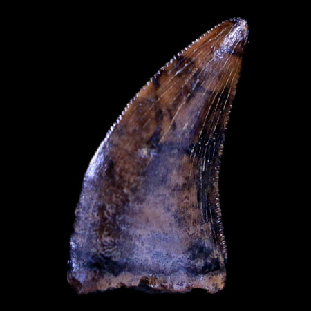 0.4" Dakotaraptor Serrated Tooth Fossil Raptor Hell Creek FM Montana COA, Display