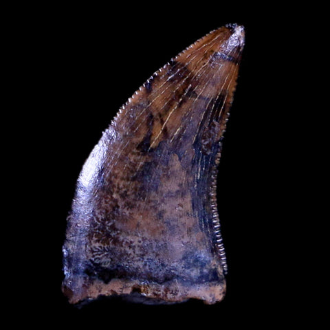 0.4" Dakotaraptor Serrated Tooth Fossil Raptor Hell Creek FM Montana COA, Display - Fossil Age Minerals