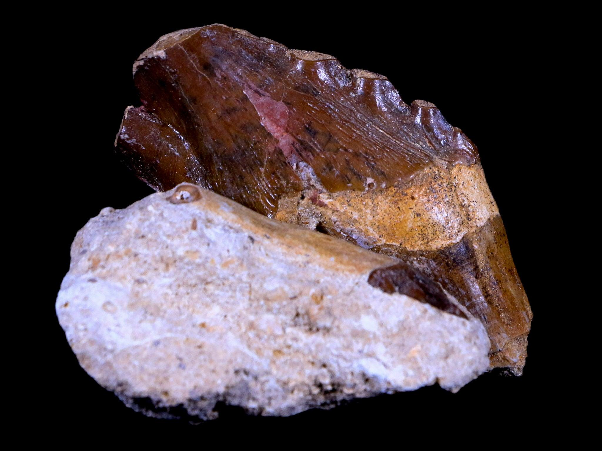 2 Two Basilosaurus Tooth Rooted 34 Mil Yrs Old Late Eocene COA - Fossil Age Minerals