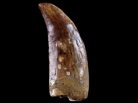 XL 3.3" Carcharodontosaurus Fossil Tooth Cretaceous Theropod Dinosaur COA, Stand - Fossil Age Minerals