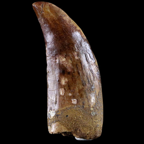 XL 3.3" Carcharodontosaurus Fossil Tooth Cretaceous Theropod Dinosaur COA, Stand - Fossil Age Minerals