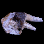 3" Basilosaurus Tooth Rooted Prehistoric Whale 34 Mil Yrs Old Late Eocene COA