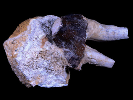 3" Basilosaurus Tooth Rooted Prehistoric Whale 34 Mil Yrs Old Late Eocene COA