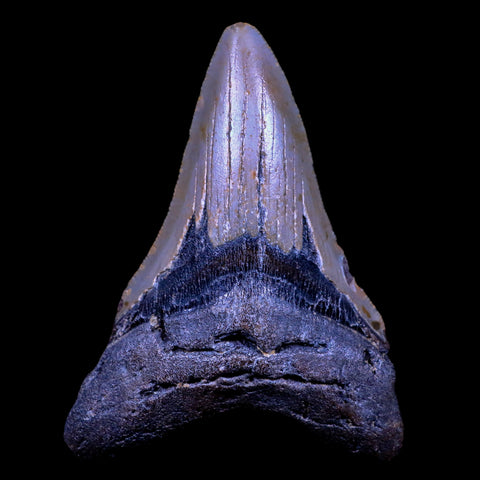 XL 4" Quality Megalodon Shark Tooth Serrated Fossil Natural Miocene Age COA - Fossil Age Minerals