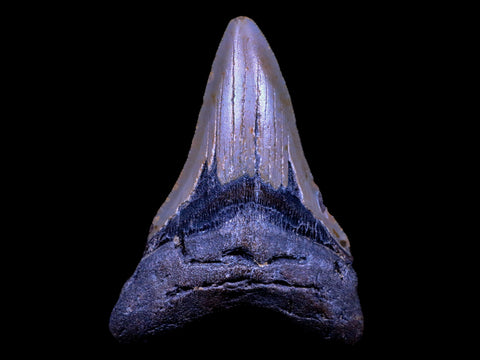 XL 4" Quality Megalodon Shark Tooth Serrated Fossil Natural Miocene Age COA - Fossil Age Minerals