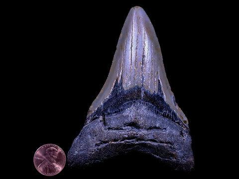 XL 4" Quality Megalodon Shark Tooth Serrated Fossil Natural Miocene Age COA - Fossil Age Minerals