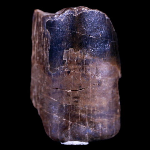 0.8" Tyrannosaurus Rex Fossil Tooth Section Dinosaur Lance Creek FM WY COA Display - Fossil Age Minerals