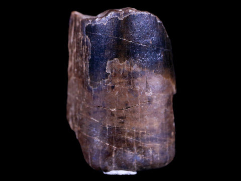 0.8" Tyrannosaurus Rex Fossil Tooth Section Dinosaur Lance Creek FM WY COA Display - Fossil Age Minerals