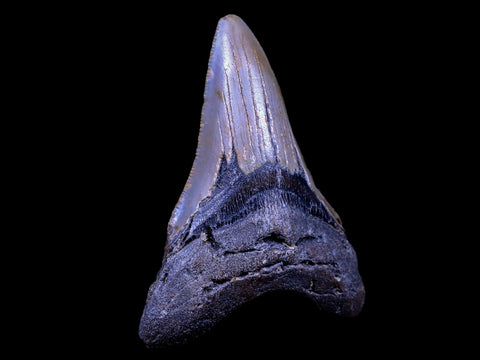 XL 4" Quality Megalodon Shark Tooth Serrated Fossil Natural Miocene Age COA - Fossil Age Minerals