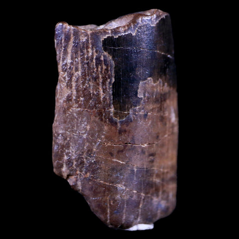 0.8" Tyrannosaurus Rex Fossil Tooth Section Dinosaur Lance Creek FM WY COA Display - Fossil Age Minerals