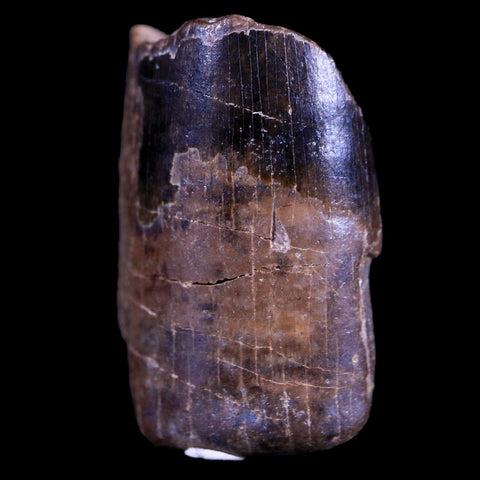 0.8" Tyrannosaurus Rex Fossil Tooth Section Dinosaur Lance Creek FM WY COA Display - Fossil Age Minerals