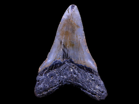 XL 4" Quality Megalodon Shark Tooth Serrated Fossil Natural Miocene Age COA - Fossil Age Minerals