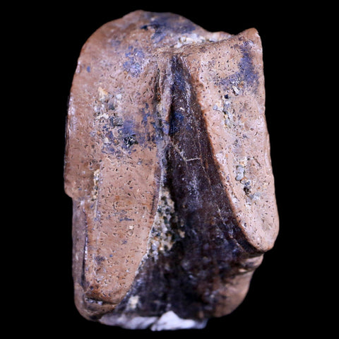 0.8" Tyrannosaurus Rex Fossil Tooth Section Dinosaur Lance Creek FM WY COA Display - Fossil Age Minerals